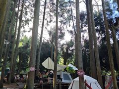 -武陵山森林公园