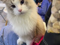 -松果猫咖(桐乡吾悦金街店)