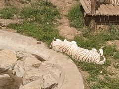 -石家庄市动物园