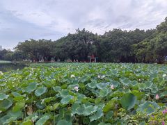 -荔湾湖公园