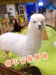 -七巧国萌宠乐园(龙湖天街店)