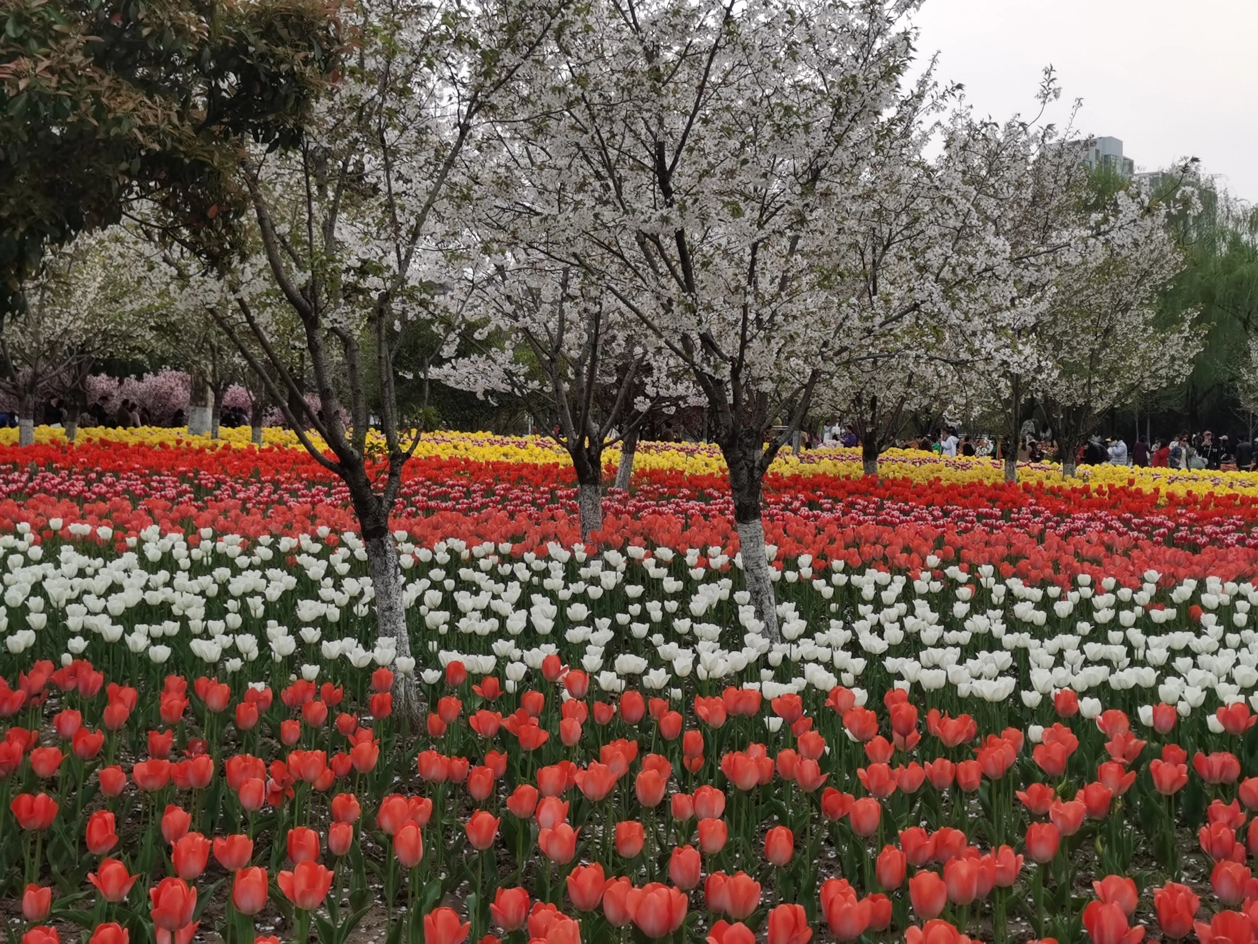 钵池山公园郁金香图片