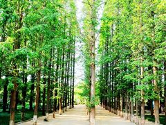 -渡海小渔村.老辈日照菜