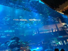 -迪拜水族馆及水下动物园