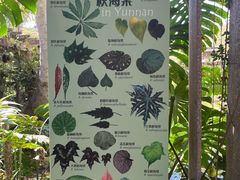 -中国科学院西双版纳热带植物园
