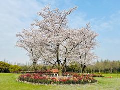 -上海滨江森林公园