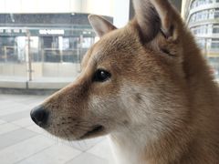 -南京Hallo宠物乐园·哈罗犬舍·柴犬繁育基地