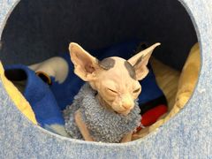 -爱宠屋pet shop·宠物洗澡·宠物美容