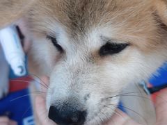 -创凡宠物医院·骨专科  猫科中心(西乡分院)