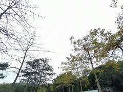 -番禺大夫山森林公园