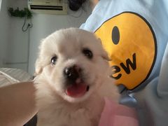 -艾贝尔宠物医院·狂犬免疫点(江山金象城店)