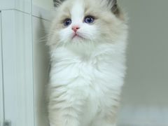 -lincat·猫舍(广州店)
