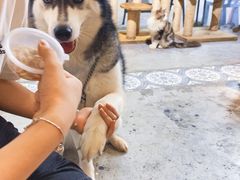 -more than meow吴止猫主题餐厅(承德 中船汇店)