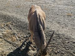 -新疆天山野生动物园