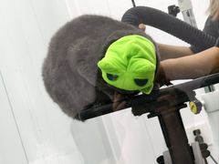 -爱洗澡的猫(望京店)