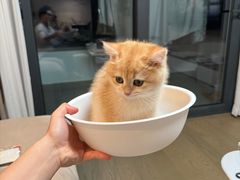 -欣宠猫屋·矮脚拿破仑·蓝金金渐层
