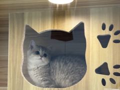 -momokira米努特·德文卷毛猫·棉花面纱犬