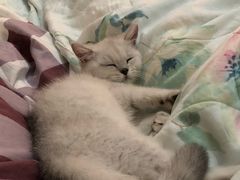 -猫大福·Fortune Cat猫舍(百子湾店)
