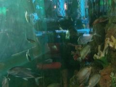 -瑞德姆美人鱼海底演艺主题餐厅(亚龙湾店)