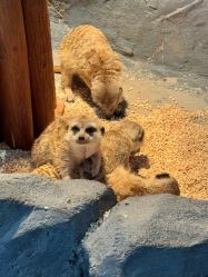 -Zoolung Zoolung动物主题公园(海信广场店)