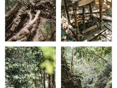-西双版纳原始森林公园