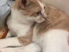 -鼓捣猫呢主题猫咖店