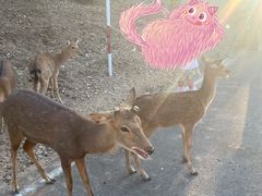 -清迈夜间动物园