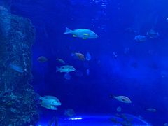 -芜湖新华联大白鲸海洋公园