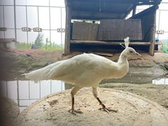 -河北村民俗体验园