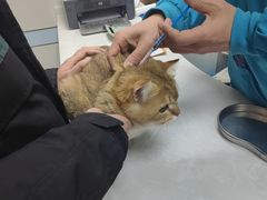 -中农国际动物医院24小时·猫科·骨科·急重症中心