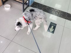 -全心全意连锁动物医院·微创中心·内科急重症·心脏专科(丰管路店)