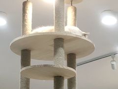 -喵园·猫主题咖啡厅·撸猫·猫咖(国贸店)