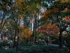 -上海共青森林公园