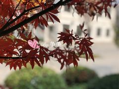 -锡师附小学(学前街校区)