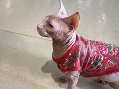 -藏猫猫咖啡主题馆(中央大道店)