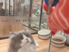 -袖虎·猫馆(体育西路店)