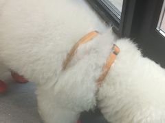 -宠物星动物医院·眼科·异宠·猫科(江南大道总院)