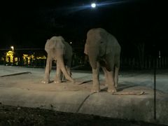 -清迈夜间动物园