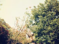 psb(7)-上海佘山国家森林公园西佘山园