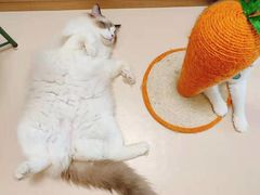 -猫在这儿猫咪咖啡馆·撸猫馆