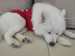 -怪兽屋·羊驼·猫咖·狗咖(俊华广场店)