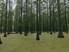 -渌洋湖湿地公园