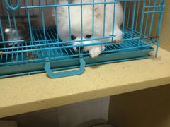 -瑞鹏宠物医院·骨科·猫科·内科(第一中心)