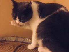 -猫友咖啡店(玉林西路店)