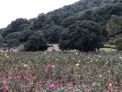 -龙寺生态园