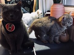 -万小咖.猫咖(中山路天虹店)