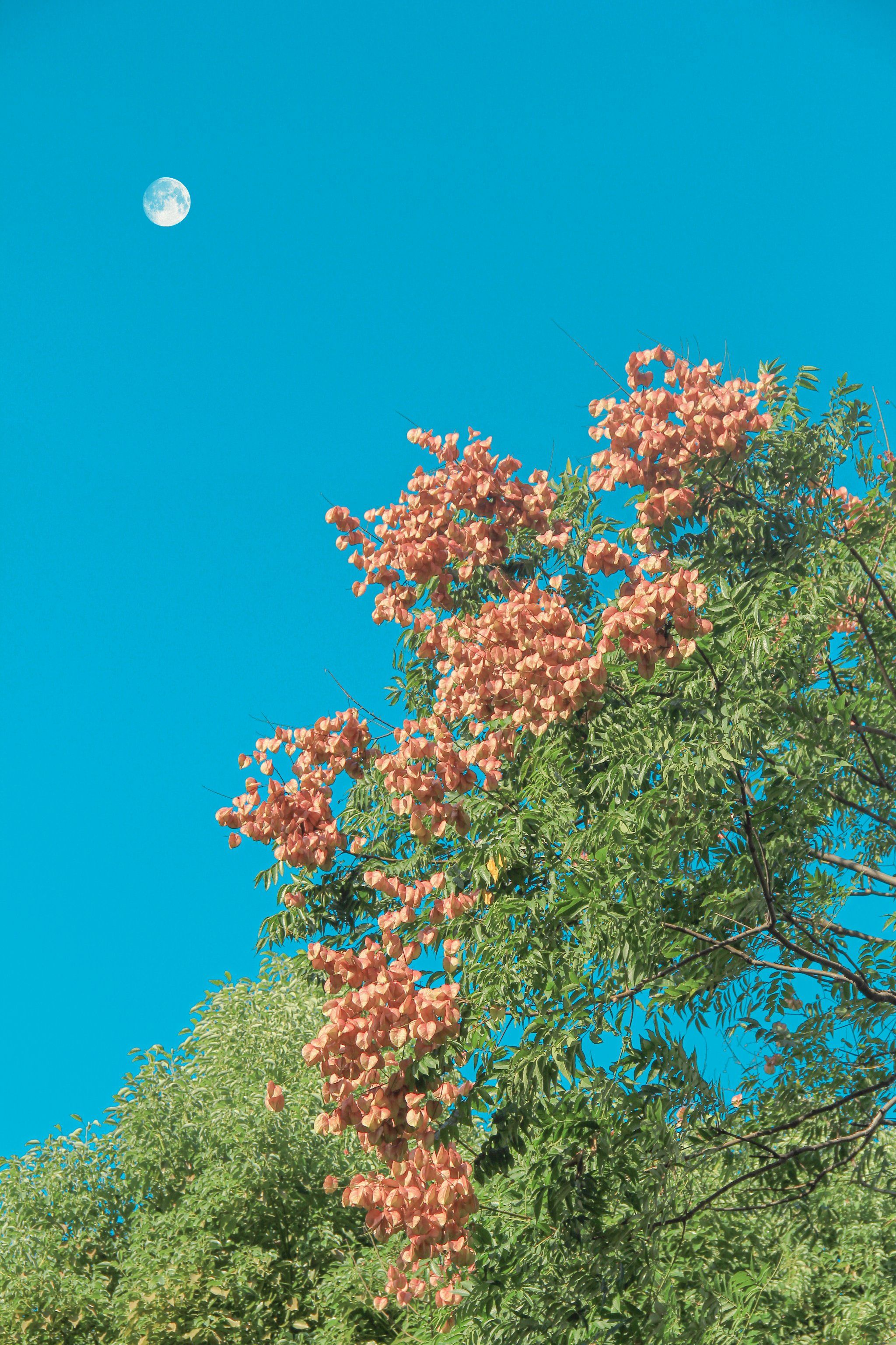 无锡的栾树花开,就是一场盛大的秋天