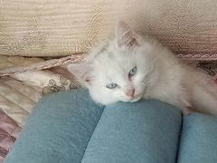 -宠福鑫康馨动物医院·骨科·眼科