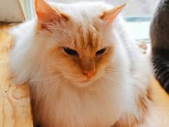 -猫小院猫主题咖啡厅(北锣店)