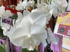 -弗劳尔花艺坊(龙涛店)